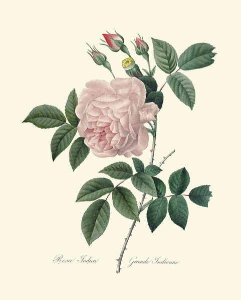 Botanical Print Set of 3 Roses Wall Art Beautiful Antique Vintage White Pink Flowers Romantic Shabby Chic Home Room Decor to Frame REDT
