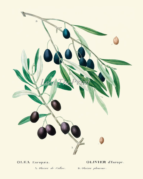 Olive Botanical Wall Art Set of 6 Prints Beautiful Antique Vintage Olives Tree Varieties Italian Italy Kitchen Home Room Decor to Frame TDA