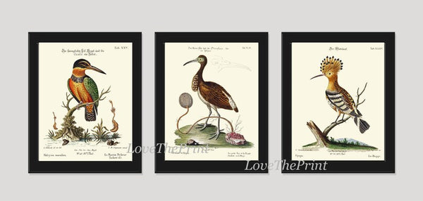 Bird Print Wall Art Set of 4 Antique Vintage Pretty Brown Green Natural Colors Birds Illustration Watercolor Drawing Home Decor to Frame MCT