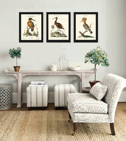 Bird Print Wall Art Set of 4 Antique Vintage Pretty Brown Green Natural Colors Birds Illustration Watercolor Drawing Home Decor to Frame MCT