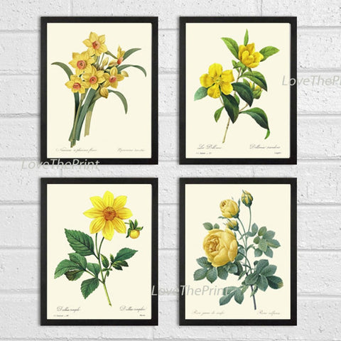 Yellow Flowers Botanical Print Set of 4 Beautiful Antique Vintage Wall Art Narcissus Dahlia Rose Garden Plants Home Decor to Frame REDT