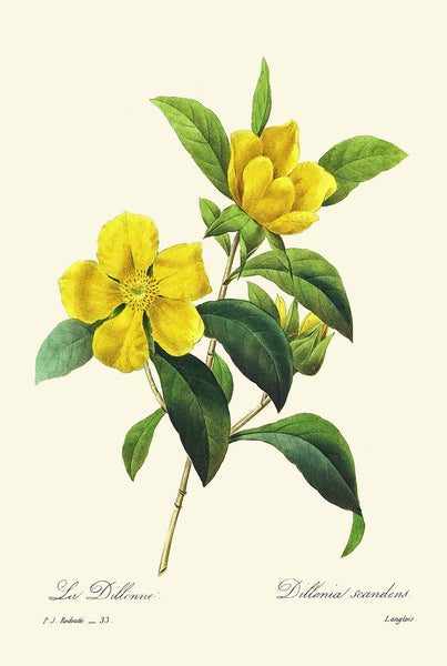 Yellow Flowers Botanical Print Set of 4 Beautiful Antique Vintage Wall Art Narcissus Dahlia Rose Garden Plants Home Decor to Frame REDT