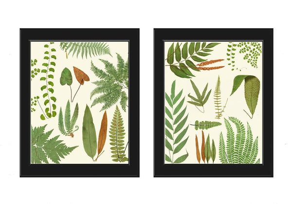Fern Botanical Prints Wall Art Set of 2 Beautiful Antique Vintage Gree ...