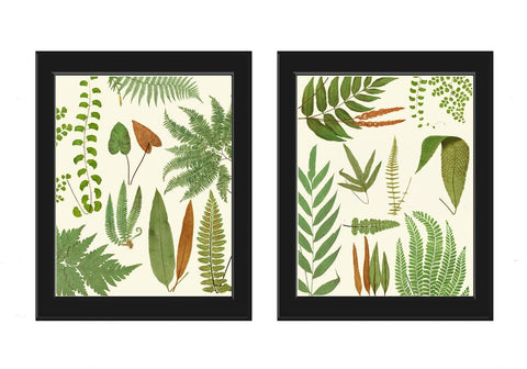 Fern Botanical Prints Wall Art Set of 2 Beautiful Antique Vintage Green Brown Fern Varieties Leaf Leaves Pretty Home Room Decor to Frame LEJ
