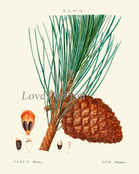 Botanical Prints Pinecone Pine Tree Conifer Cone Wall Art Set of 4 Beautiful Antique Vintage Farmhouse Forest Nature Decor to Frame TDA