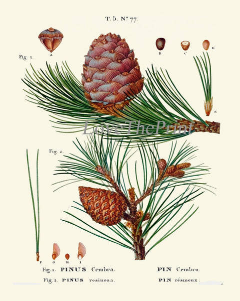 Botanical Prints Pinecone Pine Tree Conifer Cone Wall Art Set of 4 Beautiful Antique Vintage Farmhouse Forest Nature Decor to Frame TDA