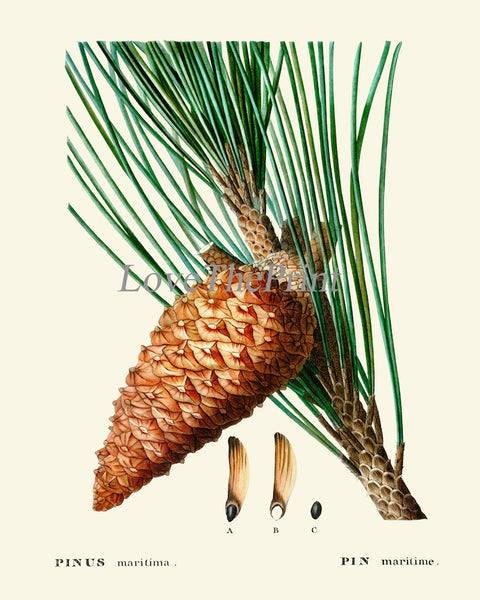 Botanical Prints Pinecone Pine Tree Conifer Cone Wall Art Set of 4 Beautiful Antique Vintage Farmhouse Forest Nature Decor to Frame TDA