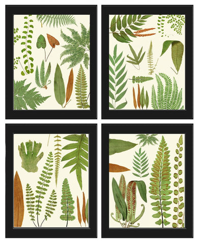 Vintage Fern Prints Botanical Wall Art Set of 4 Beautiful Antique Fern Varieties Plant Chart Green Outdoor Garden Home Decor to Frame EJL