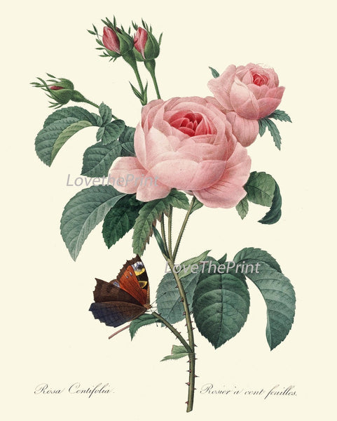 French Roses Prints Botanical Vintage Antique Wall Art Set of 9 Beautiful White Pink Yellow Flowers Floral Home Room Decor to Frame REDT