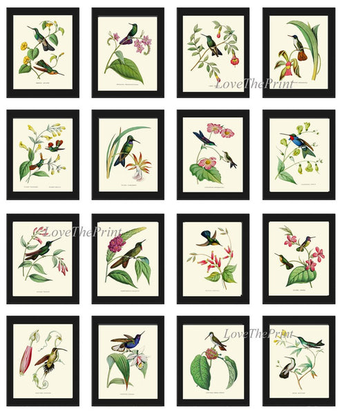 Hummingbirds Wall Art Large Gallery Set of 16 Print Beautiful Antique Vintage Tropical Interior Design Birds Flowers Home Decor to Frame NDO