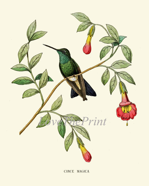 Hummingbirds Wall Art Large Gallery Set of 16 Print Beautiful Antique Vintage Tropical Interior Design Birds Flowers Home Decor to Frame NDO