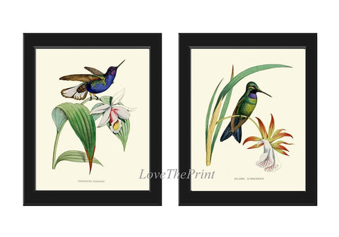 Vintage Hummingbird Orchid Wall Art Prints Set of 2 Beautiful Antique Illustration Tropical Nature Garden Home Room Decor to Frame NDO