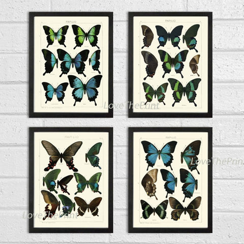 Blue Butterfly Prints Wall Art Set of 4 Beautiful Antique Vintage Butterflies Illustration Book Plate Chart Picture Home Decor to Frame ASDG