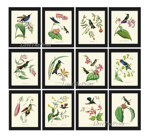 Hummingbird Wall Art Print Set of 12 Beautiful Antique Vintage Colorful Tropical Bird Flowers Orchid Interior Design Home Decor to Frame NDO