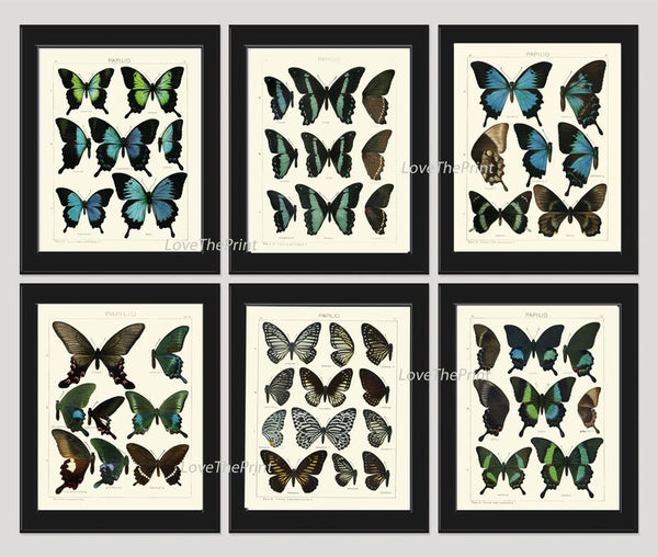 Vintage Butterfly Chart Wall Art Set of 6 Prints Beautiful Antique Blue Green Butterfly Illustration Decoration Home Decor to Frame ASDG