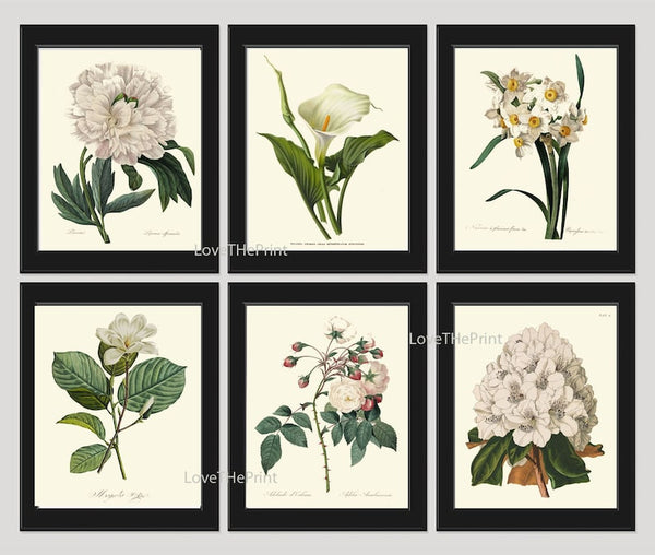 White Flowers Botanical Wall Art Set of 6 Prints Beautiful Peony Roses Lily Narcissus Rhododendron Garden Home Room Decor to Frame REDT