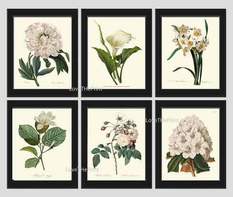 White Flowers Botanical Wall Art Set of 6 Prints Beautiful Peony Roses Lily Narcissus Rhododendron Garden Home Room Decor to Frame REDT