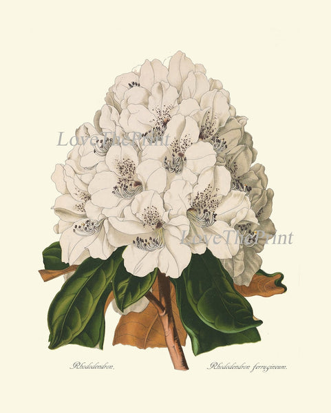 White Flowers Botanical Wall Art Set of 6 Prints Beautiful Peony Roses Lily Narcissus Rhododendron Garden Home Room Decor to Frame REDT