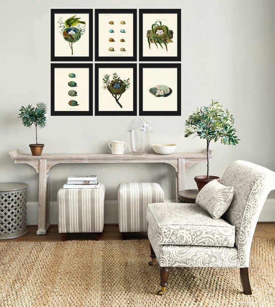 Vintage Bird Nest Eggs Wall Art Print Set of 6 Beautiful Antique Vintage Illustration Picture Farmhouse Cottage Home Decor to Frame BJB