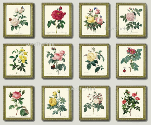 Vintage Roses Botanical Wall Art Set of 12 Prints Beautiful Antique Bedroom Living Room Large Gallery Flowers Home Room Decor to Frame REDT