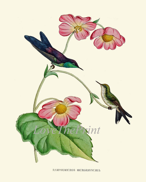 Hummingbird Birds Wall Art Prints Set of 4 Beautiful Antique Vintage Tropical Pink Flowers Pretty Outdoor Nature Home Decor to Frame MCT