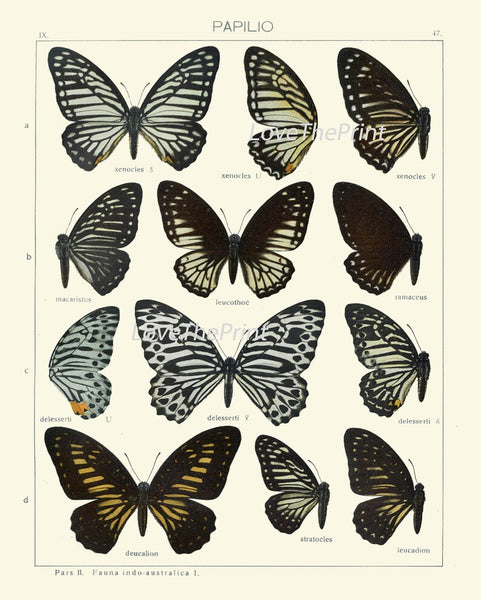 Vintage Butterfly Chart Wall Art Set of 9 Prints Beautiful Antique Book Plate Illustration Watercolor Garden Home Room Decor to Frame ASDG