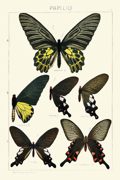 Vintage Butterfly Chart Wall Art Set of 9 Prints Beautiful Antique Book Plate Illustration Watercolor Garden Home Room Decor to Frame ASDG