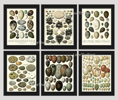 Vintage Bird Eggs Wall Art Print Set of 6 Beautiful Antique Vintage Birdwatching Rustic Cottage Natural Colors Home Room Decor to Frame BIE