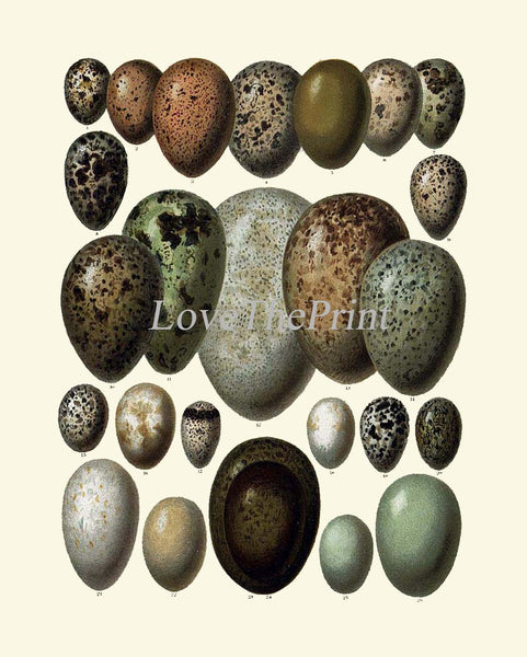 Vintage Bird Eggs Wall Art Print Set of 6 Beautiful Antique Vintage Birdwatching Rustic Cottage Natural Colors Home Room Decor to Frame BIE