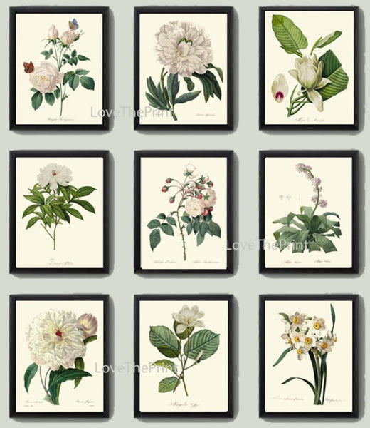 White Flowers Botanical Vintage Antique Wall Art Set of 9 Prints Beautiful Peony Roses Magnolia Tree Garden Plants Home Decor to Frame REDT