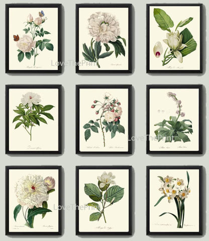 White Flowers Botanical Vintage Antique Wall Art Set of 9 Prints Beautiful Peony Roses Magnolia Tree Garden Plants Home Decor to Frame REDT