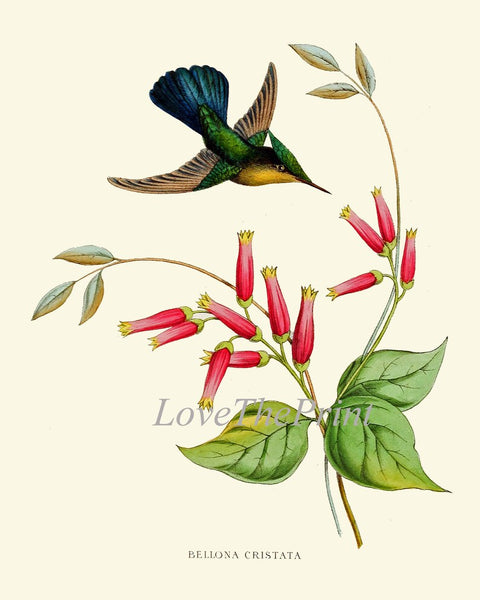 Vintage Hummingbird Prints Wall Art Large Gallery Set of 9 Beautiful Antique Tropical Birds Orchids Flowers Vines Home Decor to Frame NDO