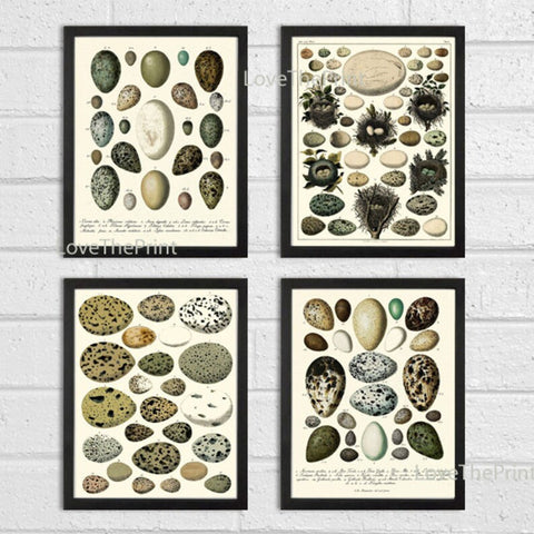 Bird Eggs Wall Art Set of 4 Prints Beautiful Antique Vintage Rustic Country Farmhouse Cottage Birdwatching Nature Home Decor to Frame BIE