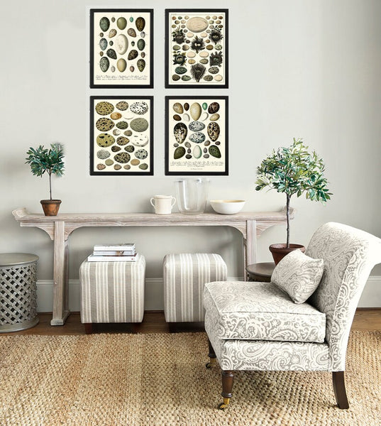 Bird Eggs Wall Art Set of 4 Prints Beautiful Antique Vintage Rustic Country Farmhouse Cottage Birdwatching Nature Home Decor to Frame BIE