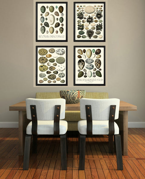 Bird Eggs Wall Art Set of 4 Prints Beautiful Antique Vintage Rustic Country Farmhouse Cottage Birdwatching Nature Home Decor to Frame BIE