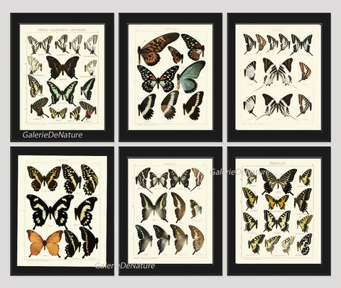 Vintage Butterfly Chart Wall Art Set of 6 Prints Beautiful Antique Blue Green Butterflies Chart Large Size Prints Home Decor to Frame ASDG