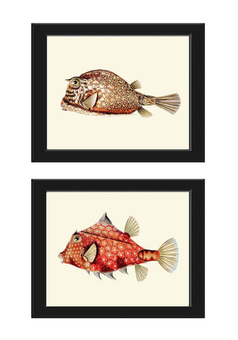 Tropical Fish Prints Wall Art Set of 2 Beautiful Antique Vintage Puffer Box Fish Sea Ocean Beach House Nature Home Room Decor to Frame FH