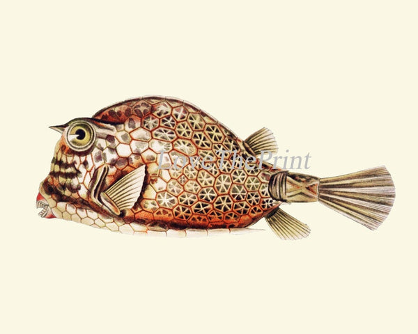 Tropical Fish Prints Wall Art Set of 2 Beautiful Antique Vintage Puffer Box Fish Sea Ocean Beach House Nature Home Room Decor to Frame FH