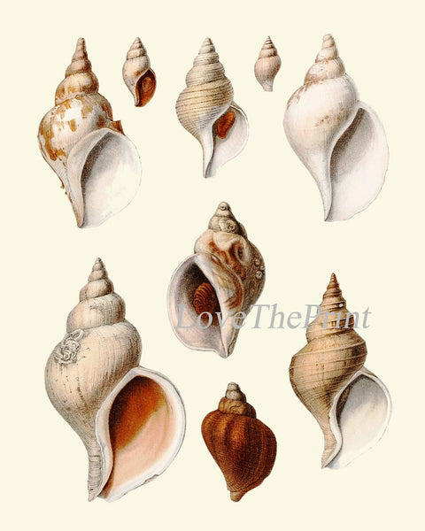 Vintage Octopus Shells Prints Wall Art Set of 6 Beautiful Antique Red Ivory Colorful Sea Ocean Marine Coastal Beach Home Decor to Frame SC