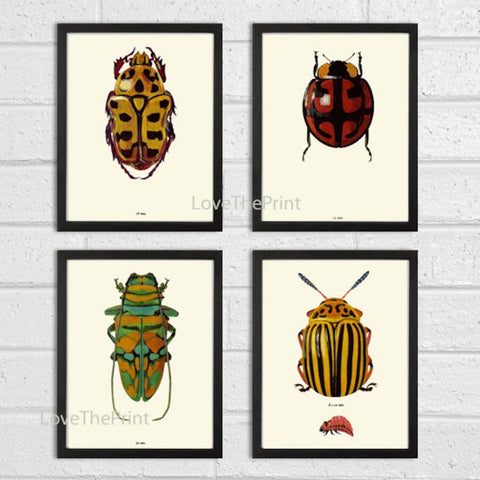 Vintage Beetle Wall Art Set of 4 Prints Beautiful Antique Beetles Ladybug Outdoor Nature Bugs Insect Home Room Decor Decoration to Frame BBB