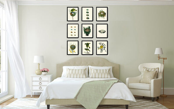 Vintage Bird Nest Eggs Prints Wall Art Set of 9 Beautiful Antique Cottage Farmhouse Birds Illustration Book Plate Home Decor to Frame BJB