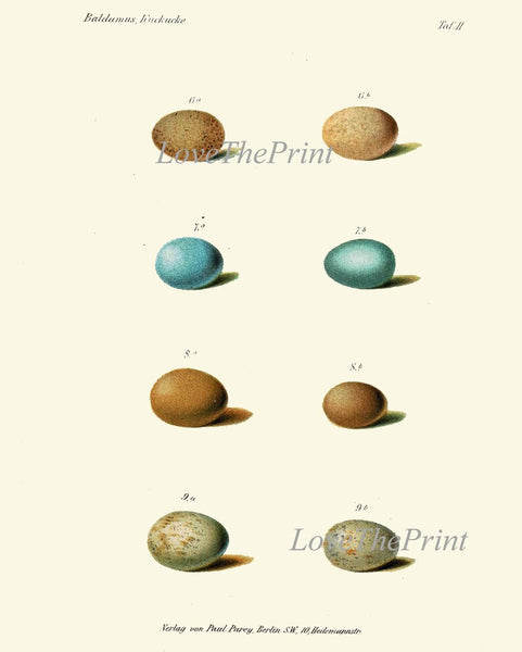 Vintage Bird Nest Eggs Prints Wall Art Set of 9 Beautiful Antique Cottage Farmhouse Birds Illustration Book Plate Home Decor to Frame BJB