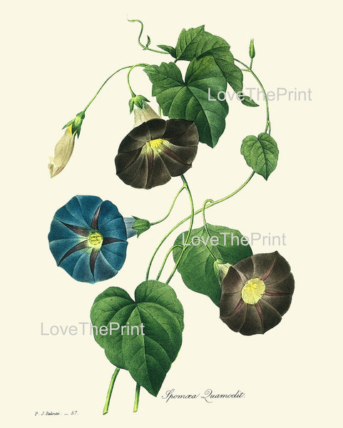 Blue Flowers Botanical Wall Art Set of 16 Prints Beautiful Antique Vintage Large Gallery Interior Design Designer Home Decor to Frame RE