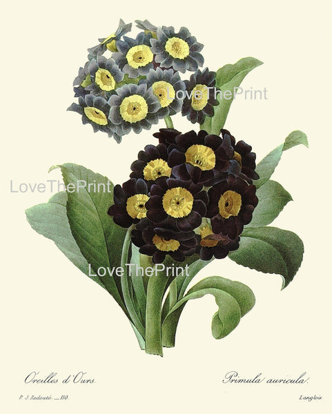 Blue Flowers Botanical Wall Art Set of 16 Prints Beautiful Antique Vintage Large Gallery Interior Design Designer Home Decor to Frame RE
