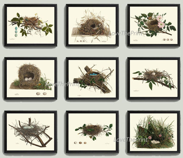 Vintage Bird Nest Eggs Prints Wall Art Set of 9 Beautiful Antique Cottage Farmhouse Birds Horizontal Orientation Home Decor to Frame NEST