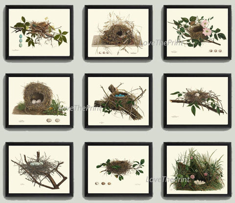 Vintage Bird Nest Eggs Prints Wall Art Set of 9 Beautiful Antique Cottage Farmhouse Birds Horizontal Orientation Home Decor to Frame NEST