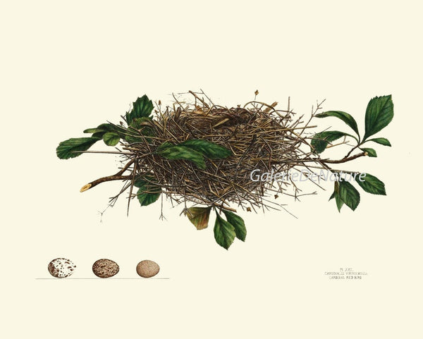 Vintage Bird Nest Eggs Prints Wall Art Set of 9 Beautiful Antique Cottage Farmhouse Birds Horizontal Orientation Home Decor to Frame NEST