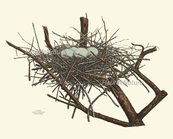 Vintage Bird Nest Eggs Prints Wall Art Set of 9 Beautiful Antique Cottage Farmhouse Birds Horizontal Orientation Home Decor to Frame NEST