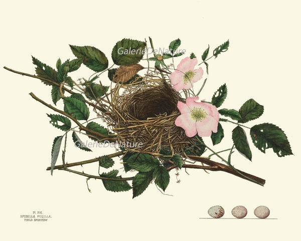 Vintage Bird Nest Eggs Prints Wall Art Set of 9 Beautiful Antique Cottage Farmhouse Birds Horizontal Orientation Home Decor to Frame NEST