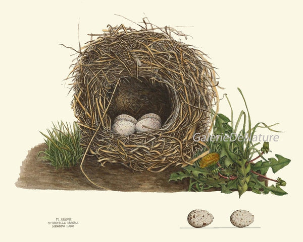Vintage Bird Nest Eggs Prints Wall Art Set of 9 Beautiful Antique Cottage Farmhouse Birds Horizontal Orientation Home Decor to Frame NEST